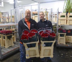 Summer quality red naomi roses from Porta Nova at Barensen exports