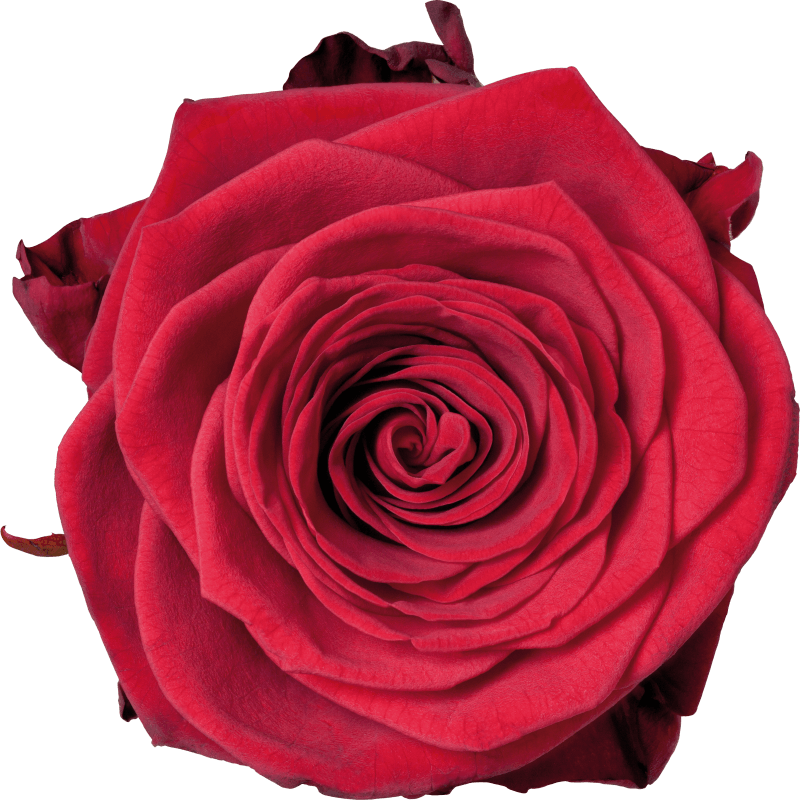 Red rose игра