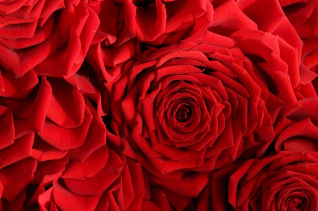 porta nova red naomi roses detail fashion flowers