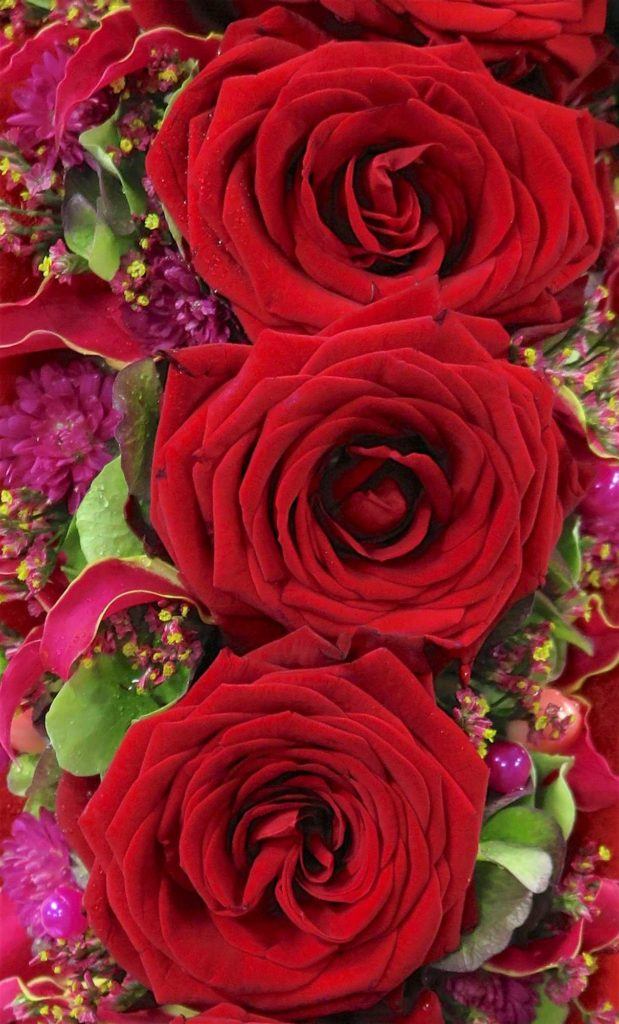 love will keep you warm porta nova red naomi roses 22