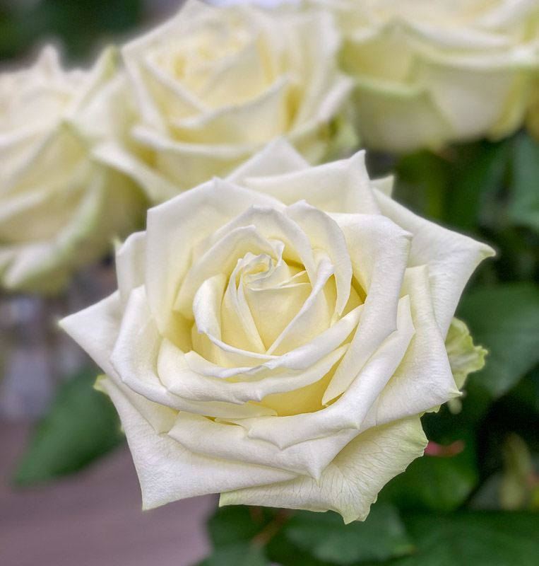 White Naomi Roses bud