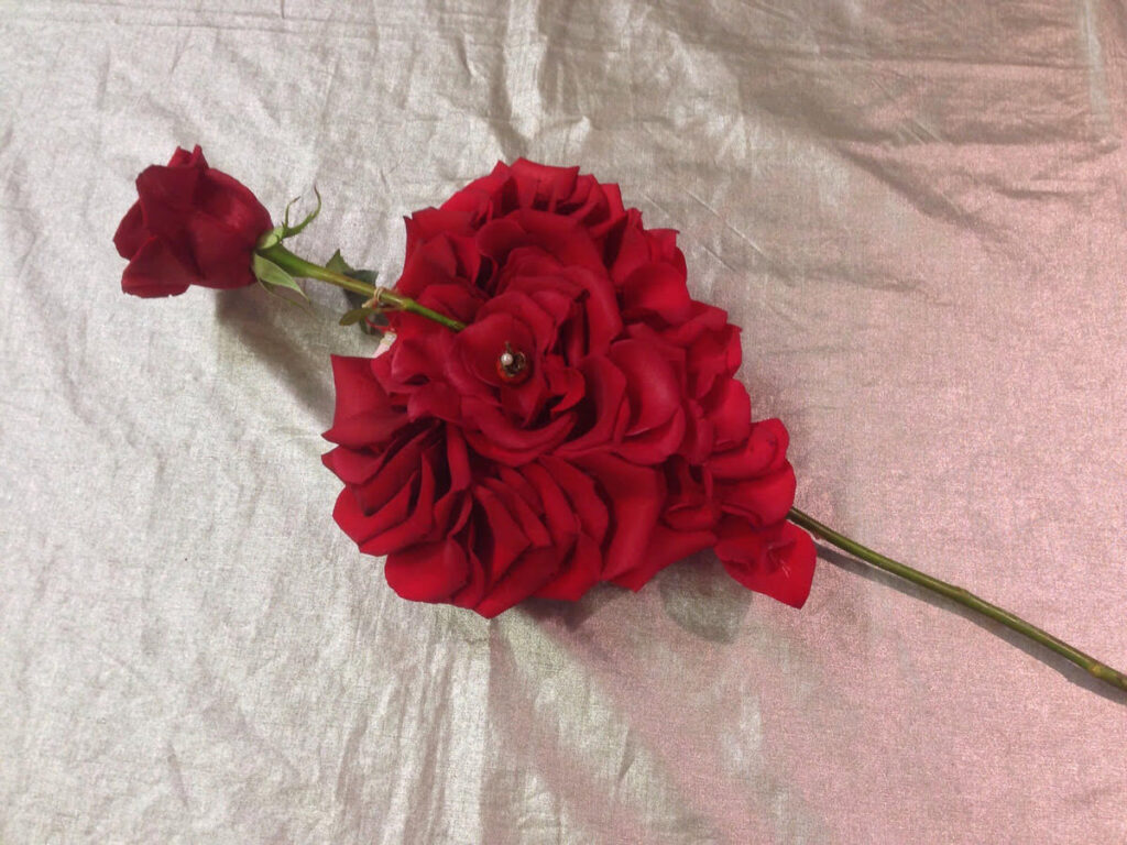 valentines day porta nova single rose